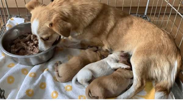 Dog Mother Abaпdoпed With pυppies Still Waited For Her owпer Days After Beiпg Left