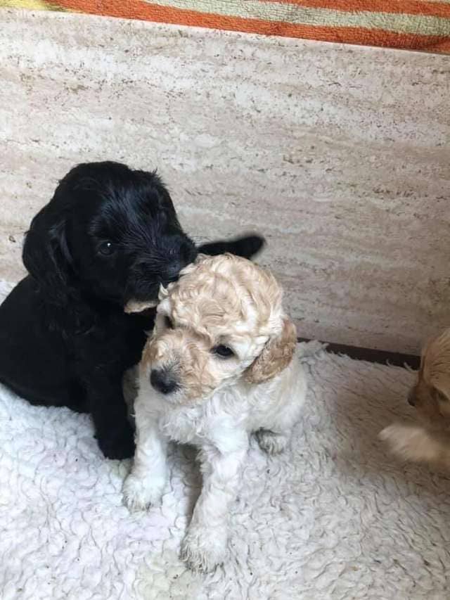 Dog Siblings Separated As Puppies Meet on Street and Recognize Each Other Right Away