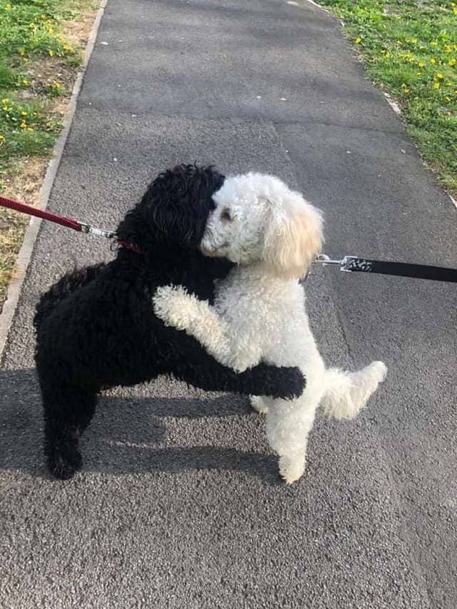 Dog Siblings Separated As Puppies Meet on Street and Recognize Each Other Right Away