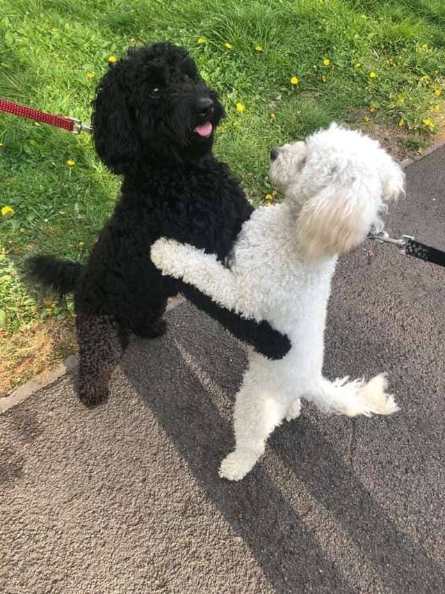 Dog Siblings Separated As Puppies Meet on Street and Recognize Each Other Right Away