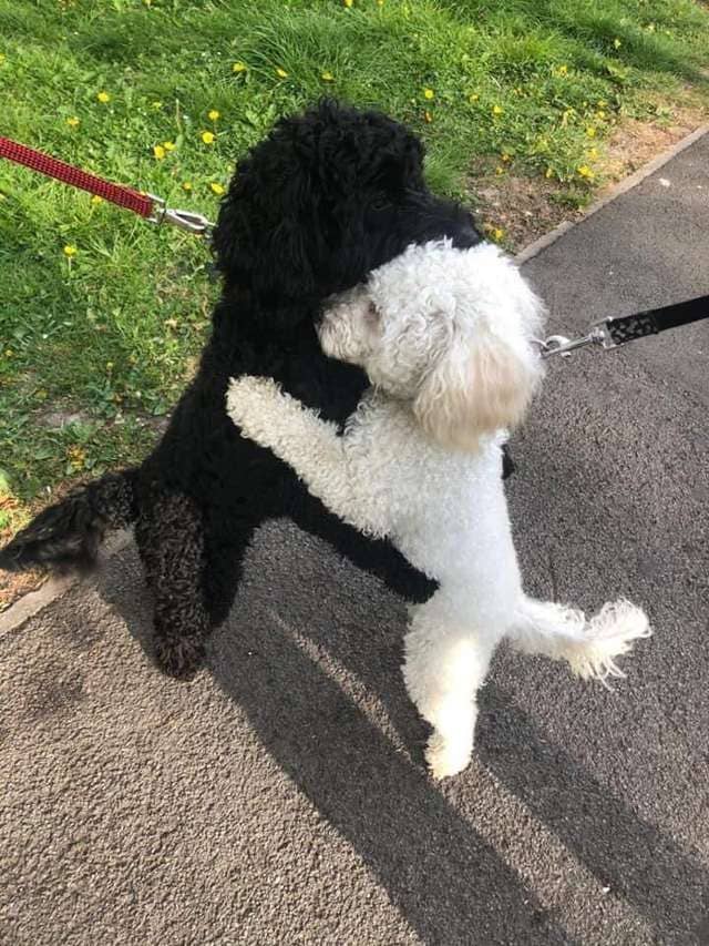 Dog Siblings Separated As Puppies Meet on Street and Recognize Each Other Right Away