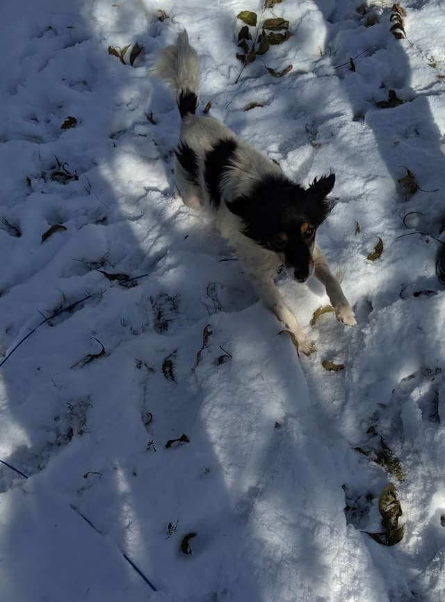 Dog Whines With Happiness After Being Saved From A Life Chained Up In The Snow