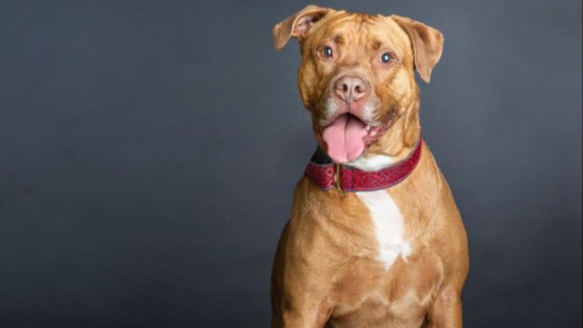 Dog Whines With Joy When He Finds Out He’s Finally Adopted After 1250 Days In Foster Care