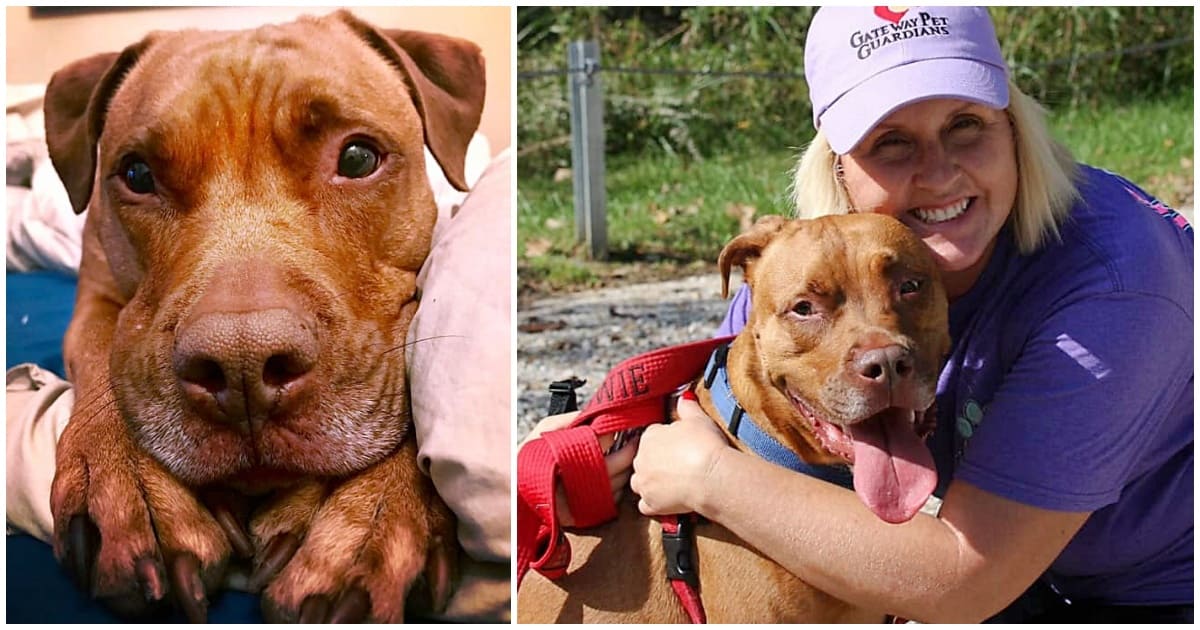 Dog Whines With Joy When He Finds Out He’s Finally Adopted After 1250 Days In Foster Care