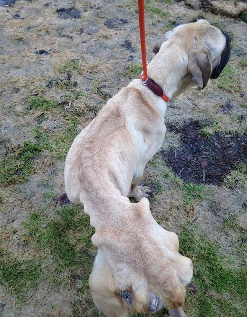 English Mastiff Starved And Thrown From Car Wags Her Tail Every Time She Sees Her Rescuer