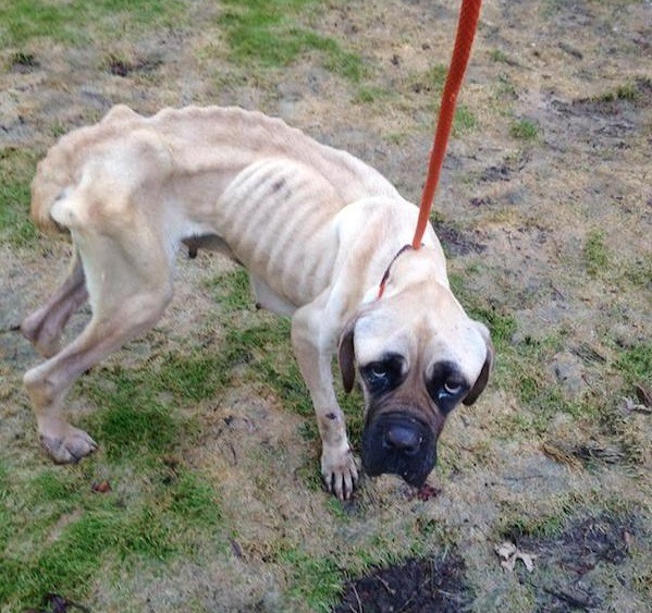 English Mastiff Starved And Thrown From Car Wags Her Tail Every Time She Sees Her Rescuer