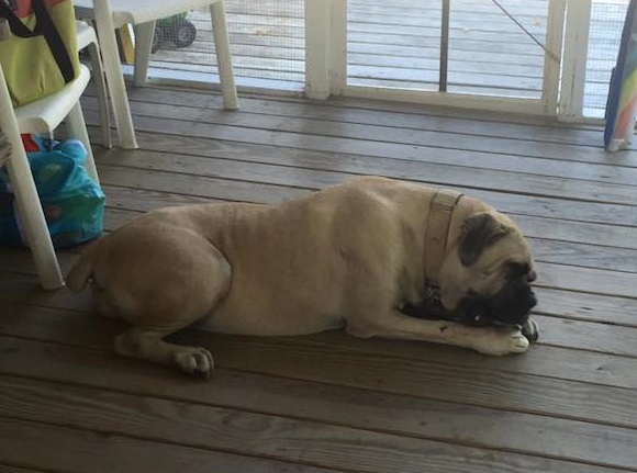 English Mastiff Starved And Thrown From Car Wags Her Tail Every Time She Sees Her Rescuer