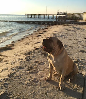 English Mastiff Starved And Thrown From Car Wags Her Tail Every Time She Sees Her Rescuer