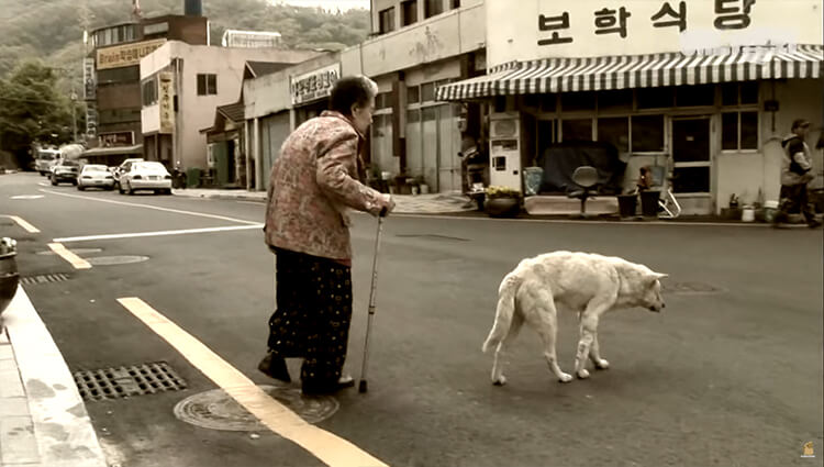 Every Day, The Dog Would Roam The Streets in Search of His Owner Who Had Passed Away