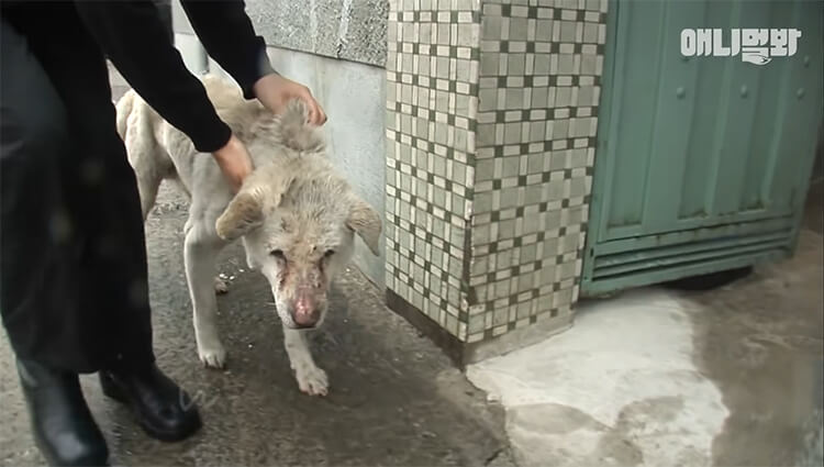 Every Day, The Dog Would Roam The Streets in Search of His Owner Who Had Passed Away