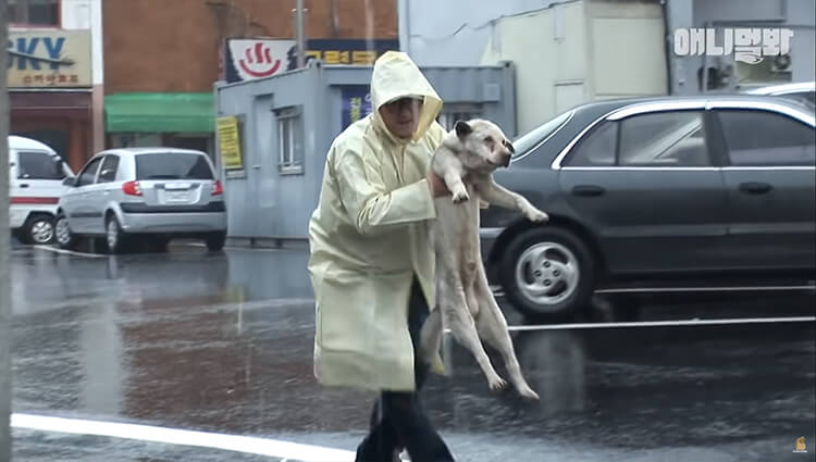 Every Day, The Dog Would Roam The Streets in Search of His Owner Who Had Passed Away