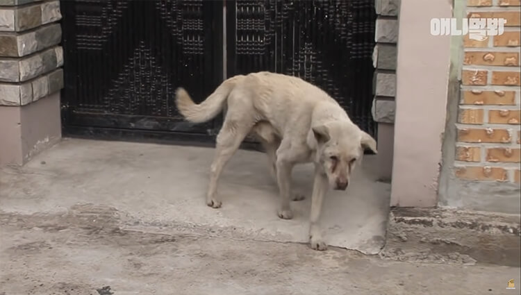 Every Day, The Dog Would Roam The Streets in Search of His Owner Who Had Passed Away