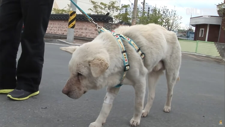 Every Day, The Dog Would Roam The Streets in Search of His Owner Who Had Passed Away