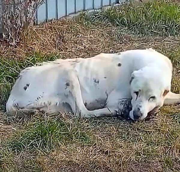 For Two Long Years, He Spent Eνery Day In Front σf The House Waiting For His owner To Return In ʋain