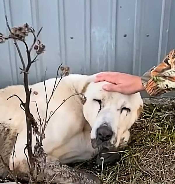 For Two Long Years, He Spent Eνery Day In Front σf The House Waiting For His owner To Return In ʋain