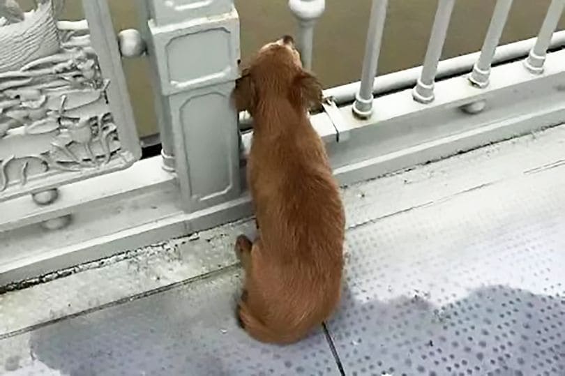 Heartbroken Dog Waits on Bridge for Four Days After Witnessing His Owner Jumping into River