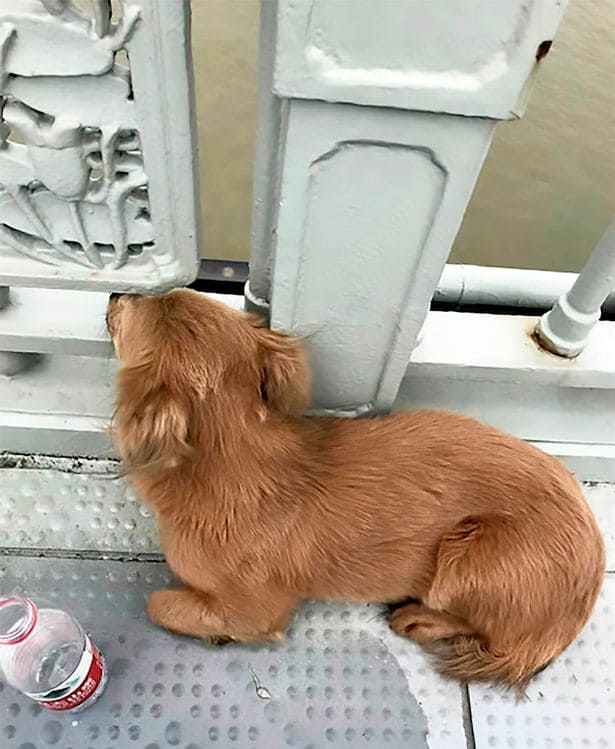 Heartbroken Dog Waits on Bridge for Four Days After Witnessing His Owner Jumping into River