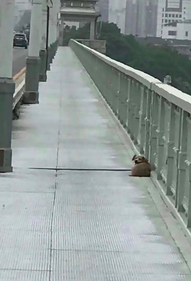 Heartbroken Dog Waits on Bridge for Four Days After Witnessing His Owner Jumping into River