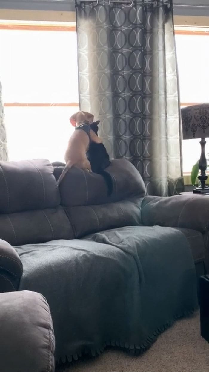 Heartwarming Moment Little Puppy Wraps His Arm Around Cat And Cuddles Up To It