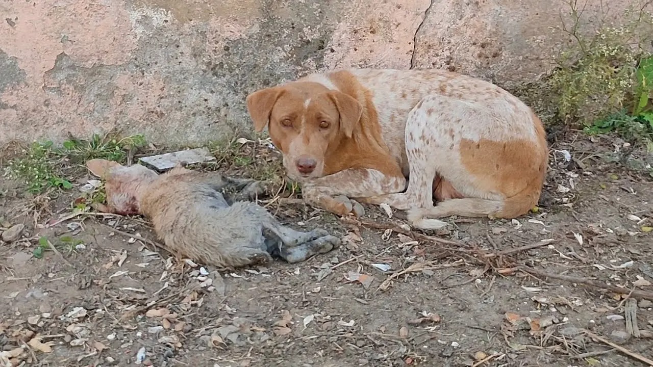 Her puppy was dying, desperate мother needed help to saʋe his life…