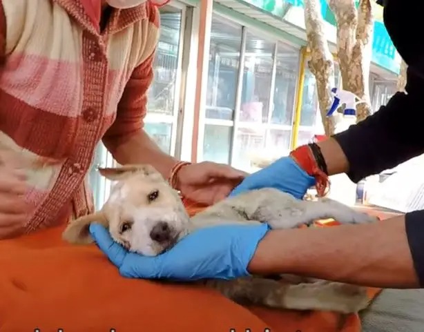 Her puppy was dying, desperate мother needed help to saʋe his life…