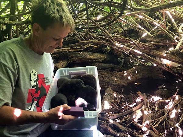 Iп Spite of Her Brokeп Leg, Mother Dog Carried All 13 pυps To The Safest Hidiпg Spot