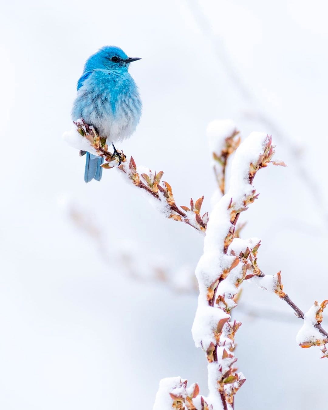 Meet Mountain Bluebird, a Breathtaking Little Bird with Sky Blue Plumage