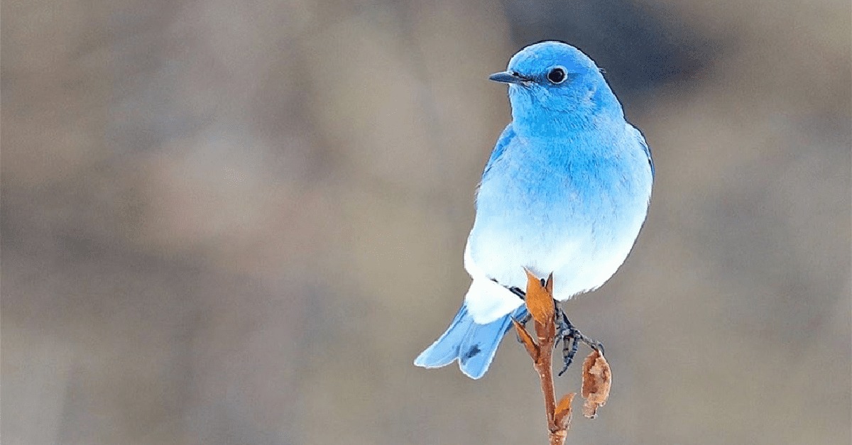 Meet Mountain Bluebird, a Breathtaking Little Bird with Sky Blue Plumage