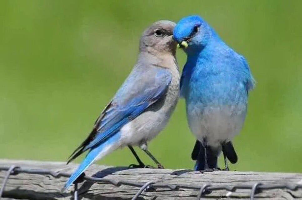 Meet Mountain Bluebird, a Breathtaking Little Bird with Sky Blue Plumage