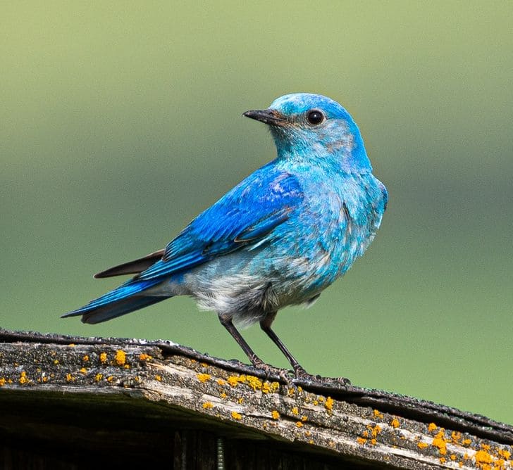 Meet Mountain Bluebird, a Breathtaking Little Bird with Sky Blue Plumage