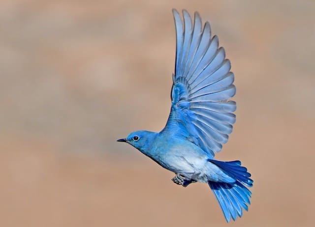 Meet Mountain Bluebird, a Breathtaking Little Bird with Sky Blue Plumage