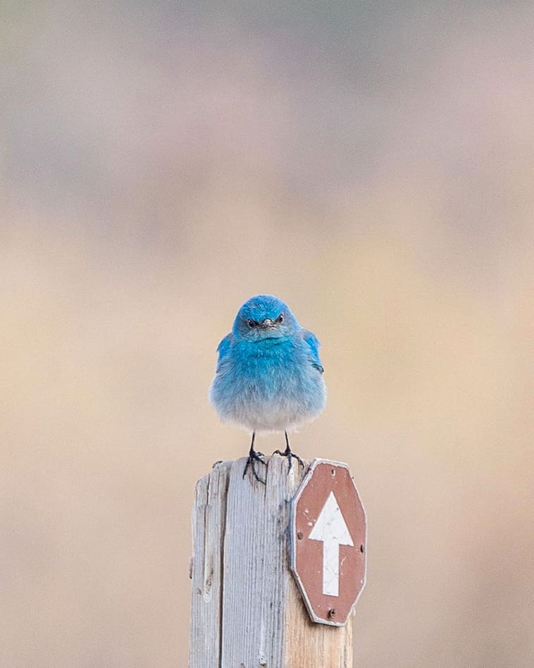 Meet Mountain Bluebird, a Breathtaking Little Bird with Sky Blue Plumage