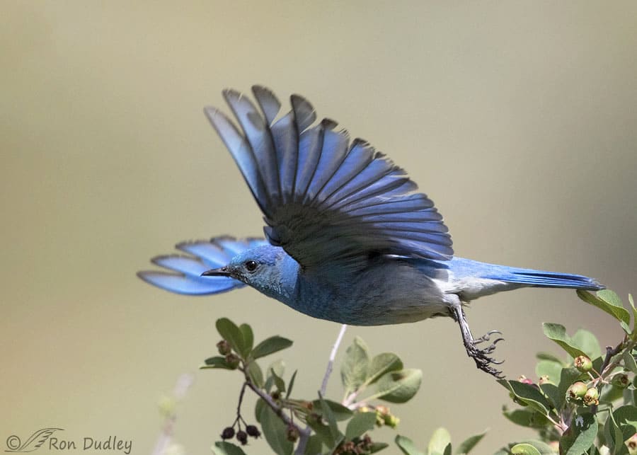 Meet Mountain Bluebird, a Breathtaking Little Bird with Sky Blue Plumage