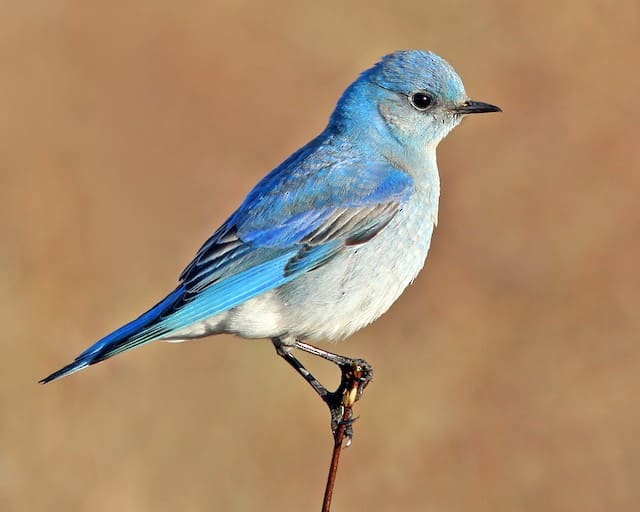 Meet Mountain Bluebird, a Breathtaking Little Bird with Sky Blue Plumage