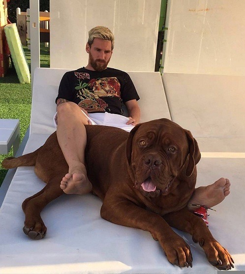 Messi owned The Hulk dog which is a unique breed, it was highly expensive and previously threatened