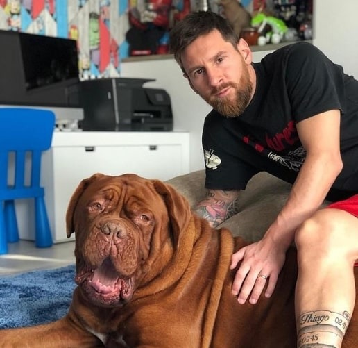 Messi owned The Hulk dog which is a unique breed, it was highly expensive and previously threatened