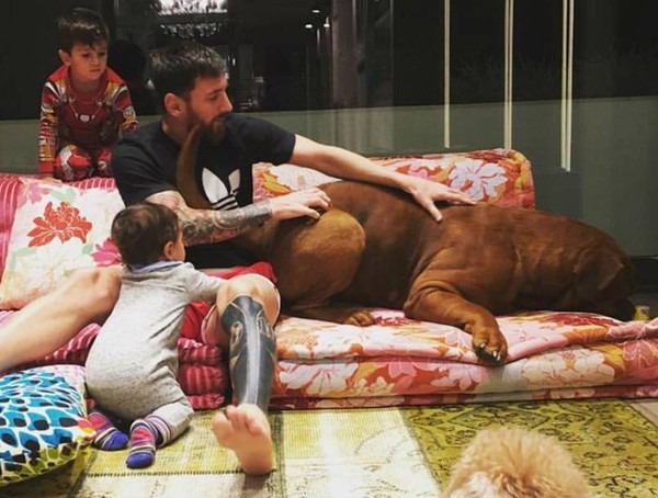 Messi owned The Hulk dog which is a unique breed, it was highly expensive and previously threatened