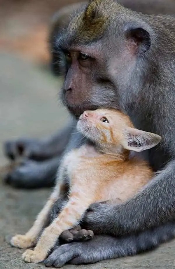 Monkey Adopts Little Kitten