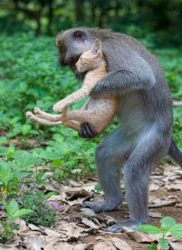 Monkey Adopts Little Kitten