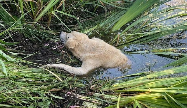 Paralyzed and terriƄly onjured dog stuck in the riʋer, a lot of appreciation after rescue