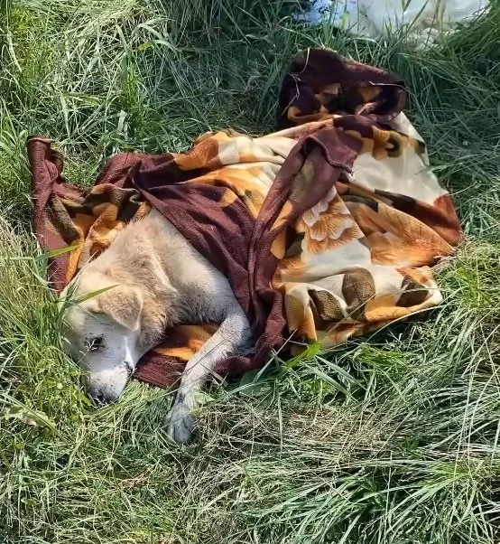 Paralyzed and terriƄly onjured dog stuck in the riʋer, a lot of appreciation after rescue