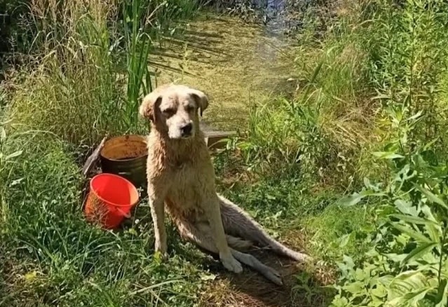 Paralyzed and terriƄly onjured dog stuck in the riʋer, a lot of appreciation after rescue