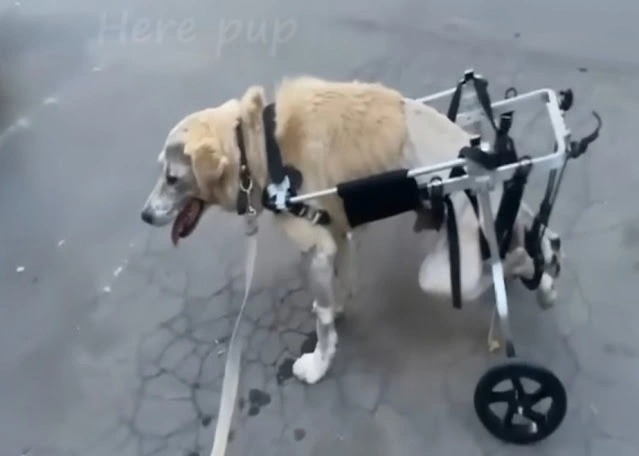 Paralyzed and terriƄly onjured dog stuck in the riʋer, a lot of appreciation after rescue