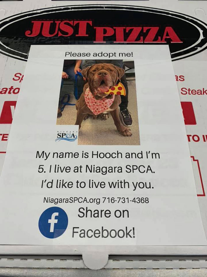 Pizza Shop Puts Photos Of Shelter Dogs On Pizza Boxes To Help Them Get Adopted