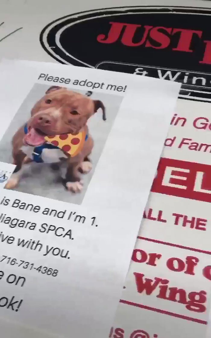 Pizza Shop Puts Photos Of Shelter Dogs On Pizza Boxes To Help Them Get Adopted