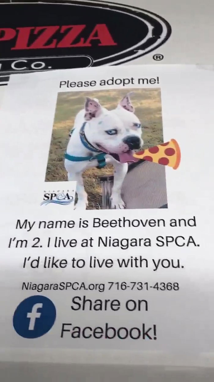 Pizza Shop Puts Photos Of Shelter Dogs On Pizza Boxes To Help Them Get Adopted