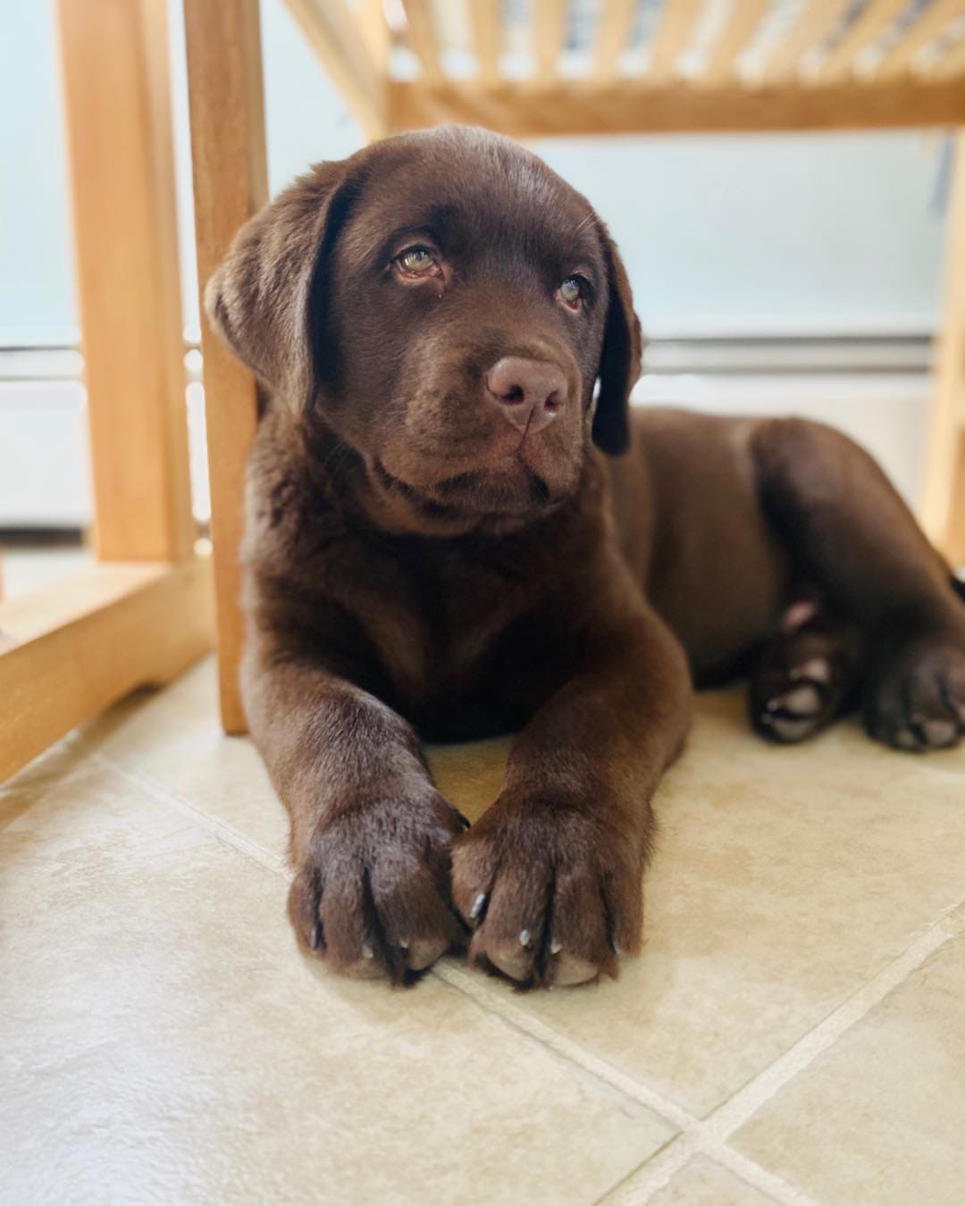 Police Therapy Puppy Takes a Nap During His Swearing-In Ceremony