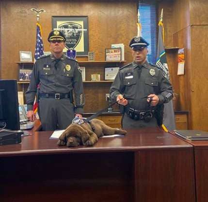 Police Therapy Puppy Takes a Nap During His Swearing-In Ceremony