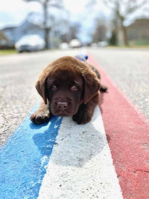 Police Therapy Puppy Takes a Nap During His Swearing-In Ceremony