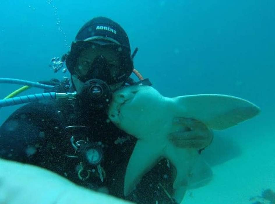 Port Jackson Shark Swims up to Her Human Friend to Ask for Cuddles Every Time She Sees Him